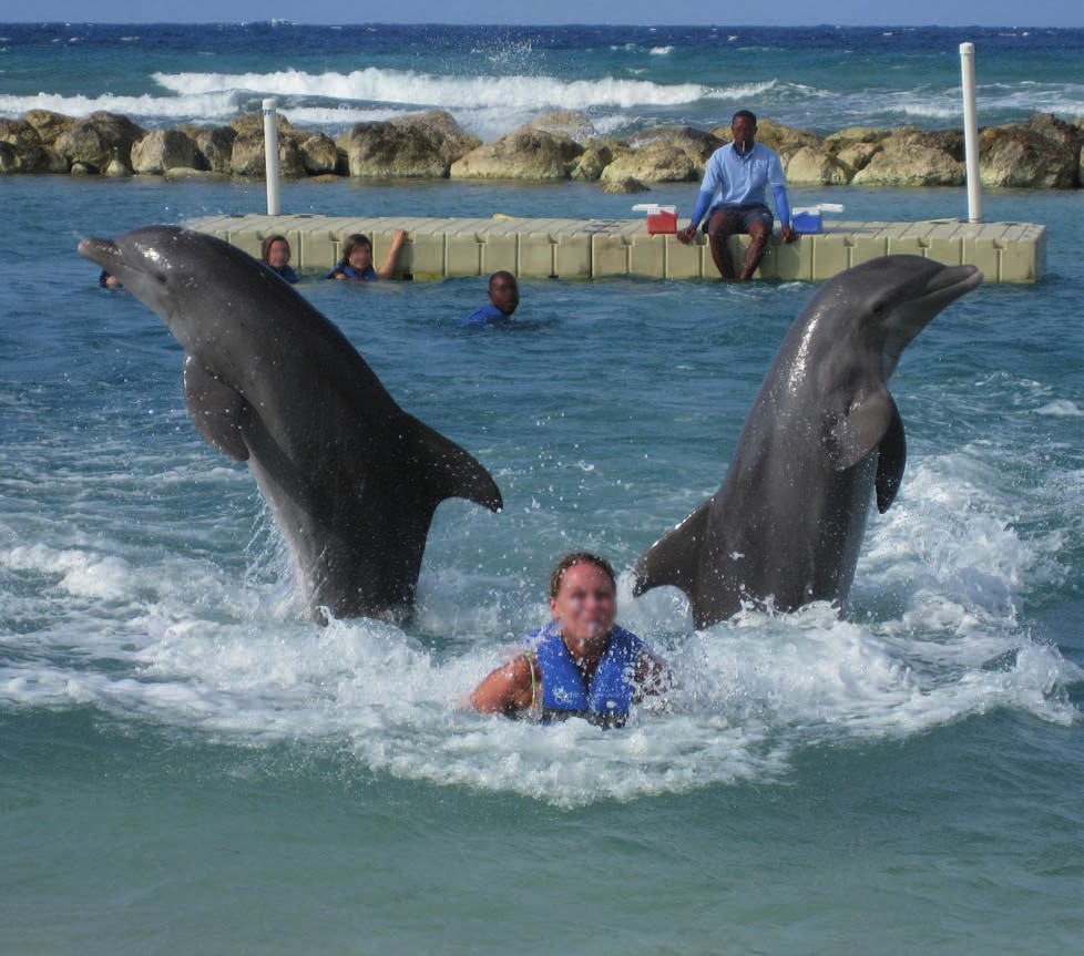 Schwimmen mit Delfinen und ähnliche Angebote, bei denen man den Meeressäugern nahekommen und sie füttern kann, werden immer beliebter.