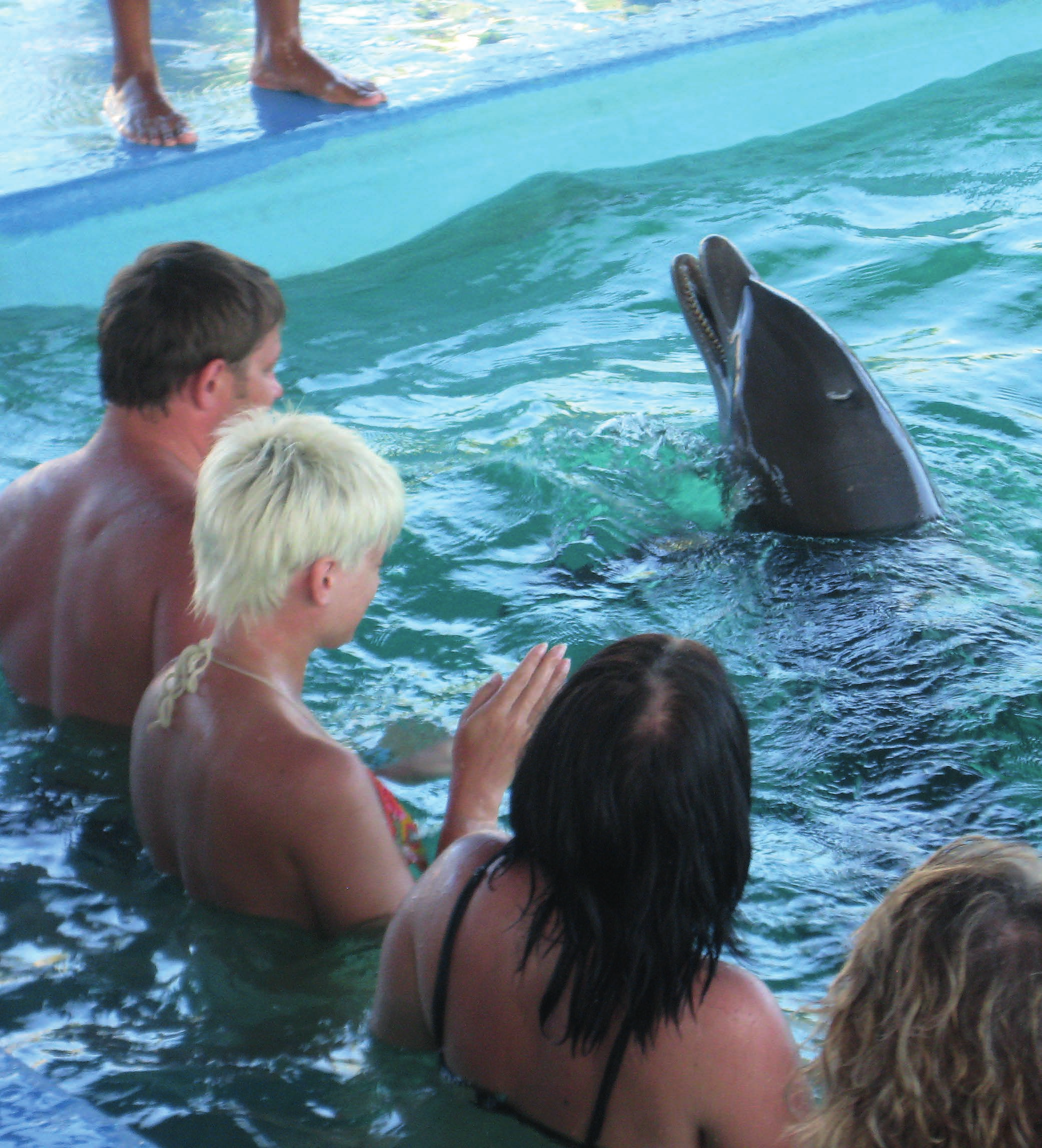 So können Sie helfen û Bitte besuchen Sie keine Meeresparks, Aquarien oder Zoos, in denen Delfine gehalten werden.