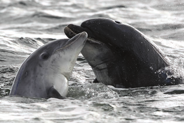 Wal- und Delfinbeobachtung EINE ECHTE ALTERNATIVE Verantwortungsbewusste Wal- und Delfinbeobachtung ist eine spannende, echte Alternative.