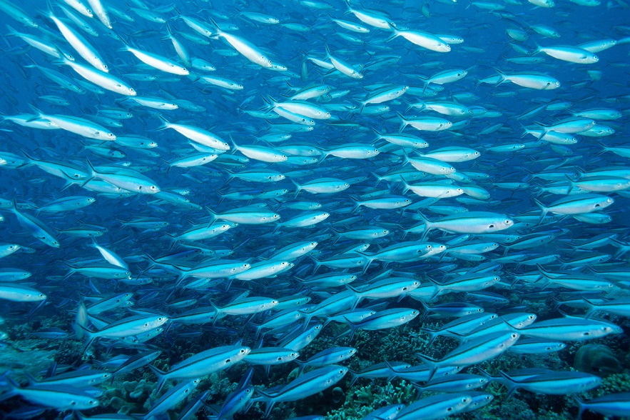 Hydromorphologische Belastungen Lösungsmöglichkeiten Gewässerstruktur Wiederansiedlung von Makrophyten in Stadtgewässern (Hamburg) Naturnahe Umverlegung Weißer Schöps (Sachsen) Naturnahe Umgestaltung