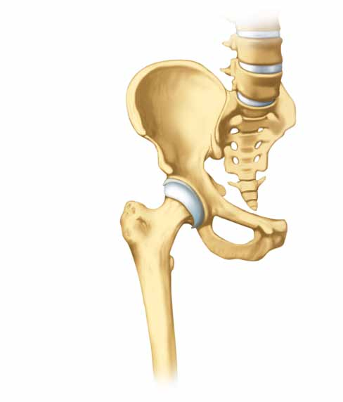 Das Hüftgelenk Beckenknochen (Pelvis) Das Hüftgelenk leistet Schwerstarbeit im Körper: Bei einer Gehstrecke von 5 km wird es etwa 10 000 Mal mit einem Gewicht von 300 Kilogramm be- und entlastet.