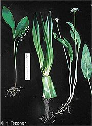 Die Unterschiede der Blattformen von Allium ursinum (Bärlauch), Colchicum autumnale (Herbstzeit-lose), Convallaria majalis (Maiglöcken) und Maianthemum bifolium (Schattenblume) Richard Pott, Hannover