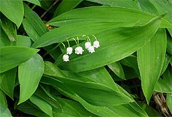 Convallariaceae Beschreibung: Blütenstand einseitswendige, 3-10blütige Traube, Blüten weiß, stark duftend, nickend, weit-glockig, ausgebreitet 0,8-1,4 cm im Durchmesser.