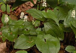 Beschreibung: Blütenstand eine endständige Ähre, in der 15-25 Blüten zu 2-4 gebüschelt beieinander stehen. Blütenblätter weiß oder cremefarben. Blüten ausgebreitet um 5 mm im Durchmesser.