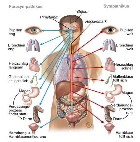 Biologische Grundlagen für