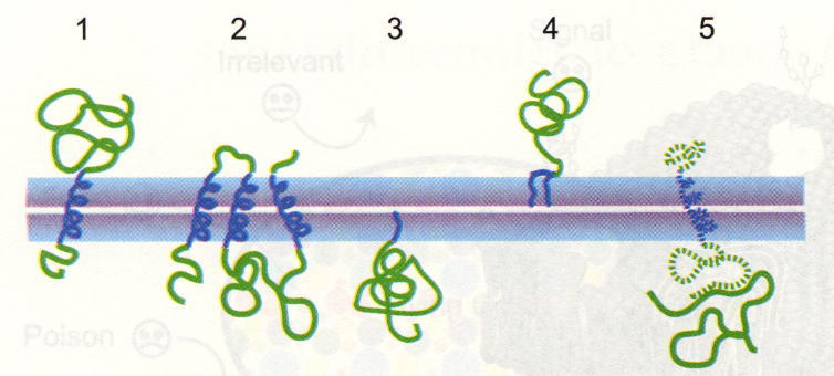 12.4 Biomembranen Grundbaustein für die räumliche Struktur von Biomaterie Schematischer Aufbau von Biomembran: in Doppelschicht von Lipiden sind Proteine eingebettet also Membran nicht nur Stützwand