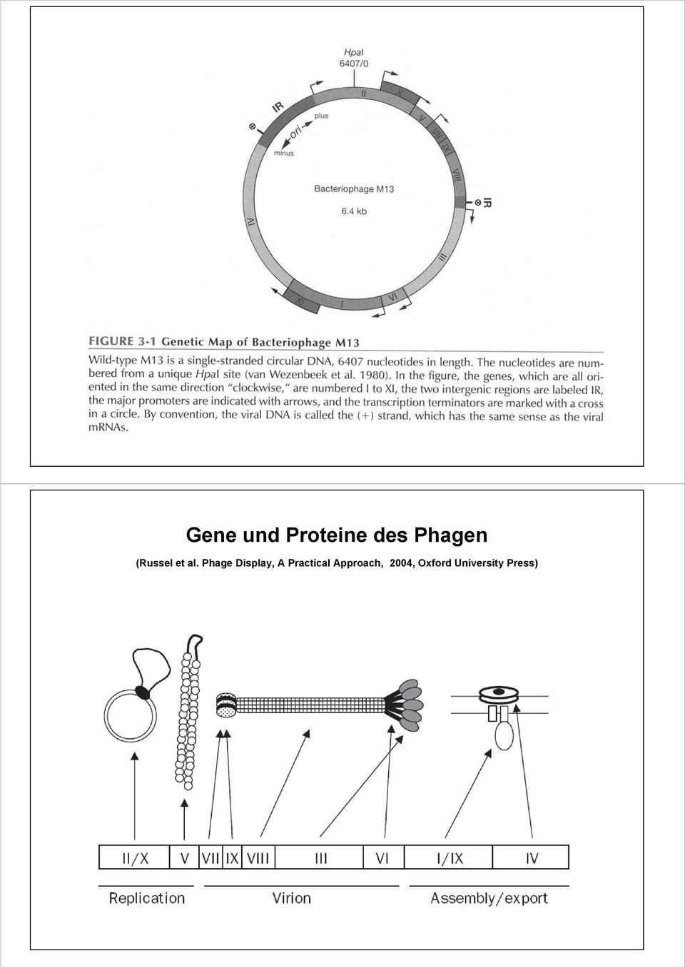 Phage Display, A Practical