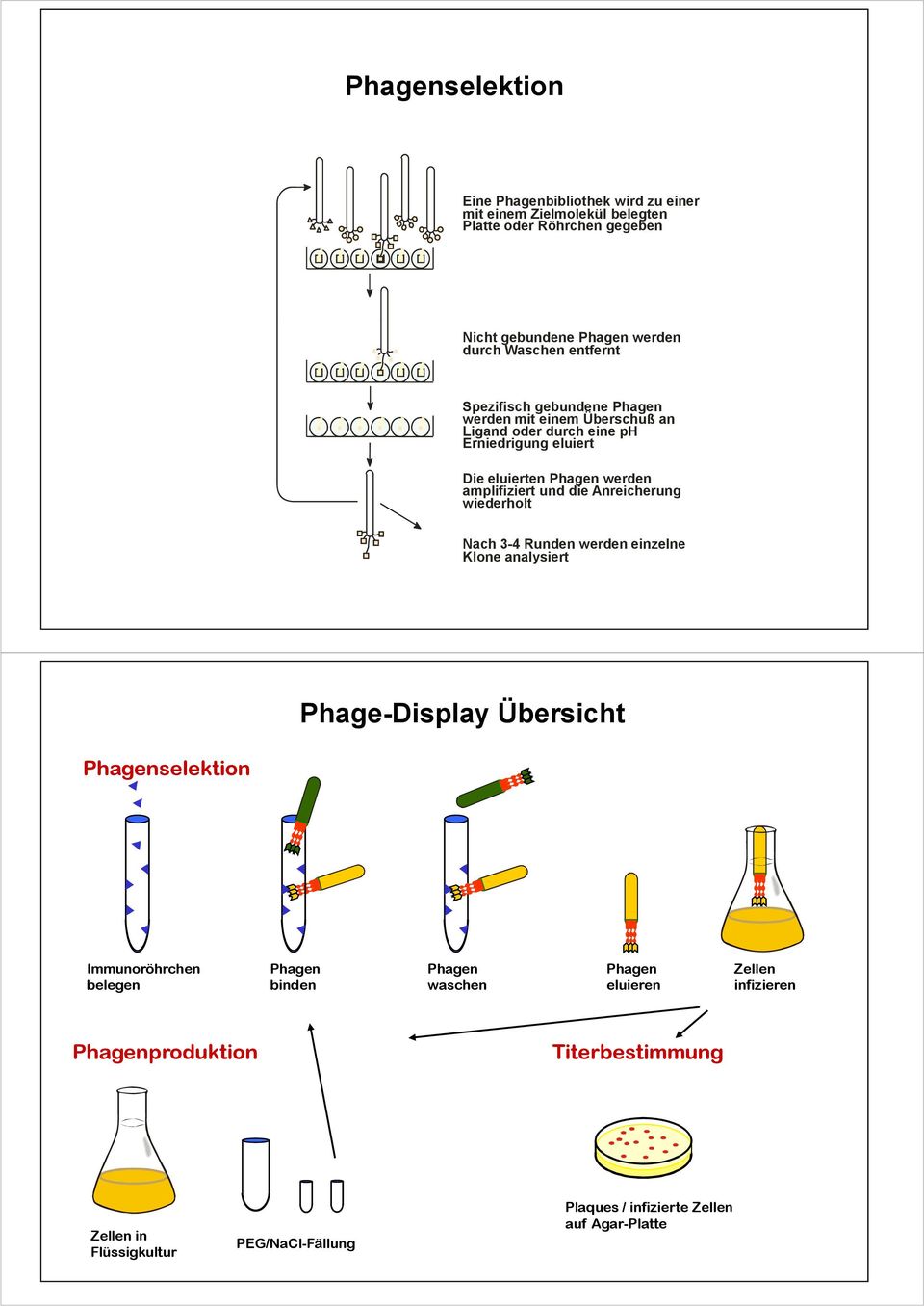die Anreicherung wiederholt Nach 3-4 Runden werden einzelne Klone analysiert Phage-Display Übersicht Phagenselektion Immunoröhrchen Phagen Phagen Phagen
