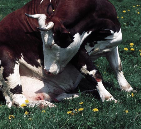 MERKBL AT T Eutergesundheit im Milchviehbetrieb ein Managementleitfaden Euterentzündungen gehören zu den häufigsten Erkrankungen der Milchkuh und verursachen neben Fruchtbarkeitsstörungen die größten