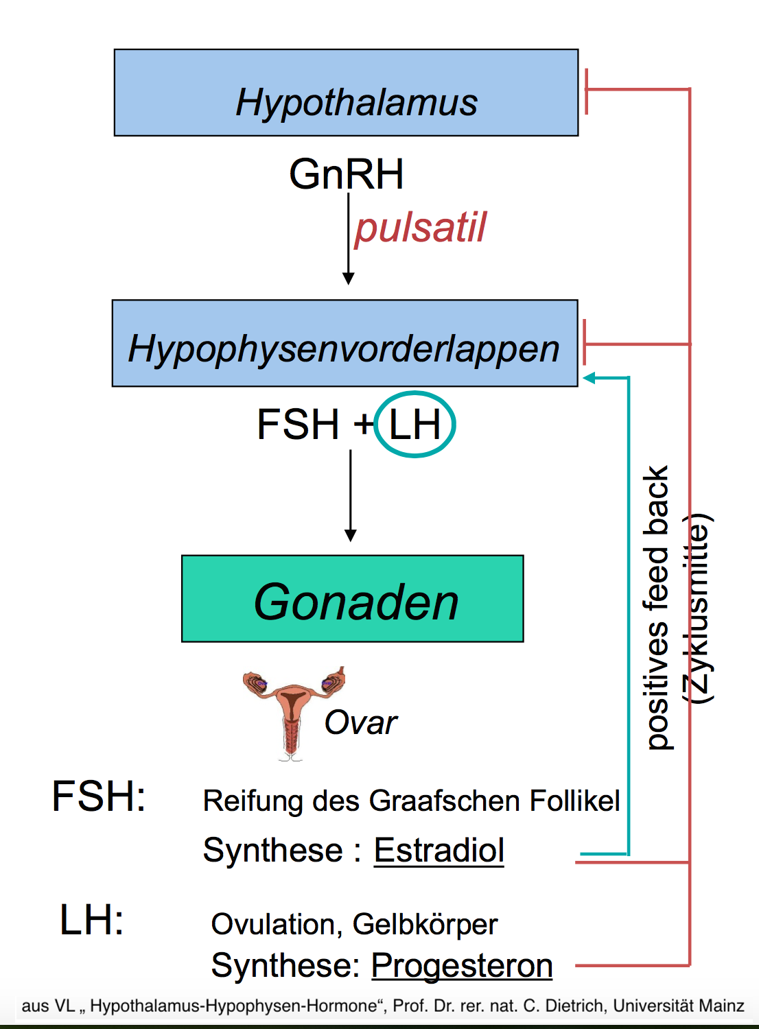 Sexualhormone Regelkreis Der Hypothalamus schüttet pulsatil GnRH aus (etwa alle 2h), was die Freisetzung von FSH und LH aus dem Hypophysenvorderlappen stimuliert. Diese wirken auf die Gonaden.