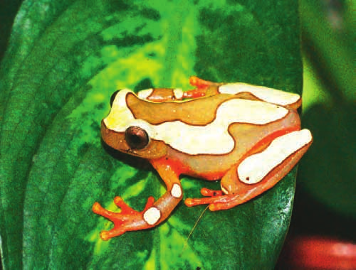Über Amphibien und Reptilien 9 Tropische Laubfrösche lassen sich in Feuchtterrarien pflegen.