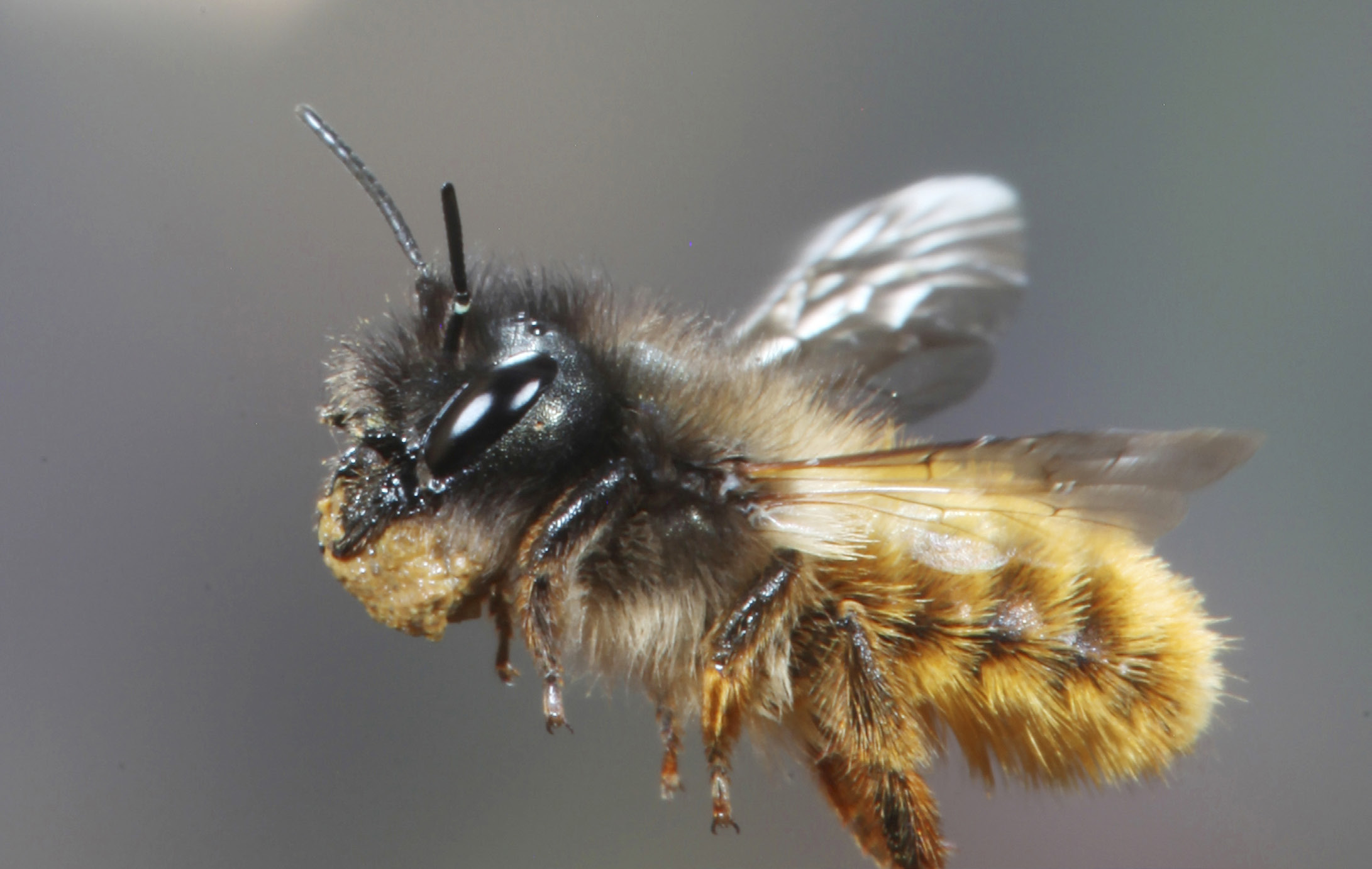 Rote Mauerbiene Kim Taylor / NPL Bienen bestehenden Risiken ähnlich hoch oder höher.