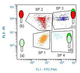 Material und Methoden Abbildung 1: Punktwolkendiagramm der vier Spermienpopulationen nach FICT-PNA- Färbung und anschließender durchflusszytometrischer Auswertung Computerbild-Ausdruck: SP 1 = vitale