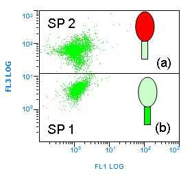 Material und Methoden Abbildung 3: Punktwolkendiagramm der beiden Spermienpopulationen (SP) nach DHR/PI- Färbung und anschließender durchflusszytometrischer Auswertung Computerbild-Ausdruck: SP 1 =