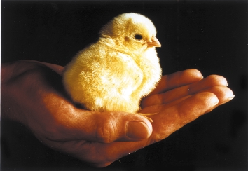 Von dieser umfassenden Kompetenz in der gesamten Geflügelhaltung profitiert die Praxis: Mit Lohmann Tierzucht-Produkten werden Eier in beispielhafter Qualität zu günstigen Kosten erzeugt.