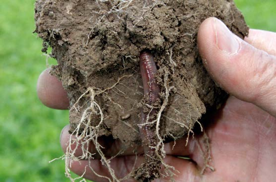 Alles Gute für Ihren Boden. Die viterra Zwischenfrucht-Mischungen bieten vielfältigen Nutzen für Ihren Boden und fördern die Bodenfruchtbarkeit.