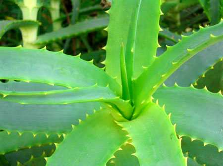 HM VIR FILM: kosmetische Wirkung Aloe Vera von den Hohepriestern des alten Ägyptens auch Pflanze der Unsterblichkeit genannt, plante stammt ursprünglich aus Nordafrika.