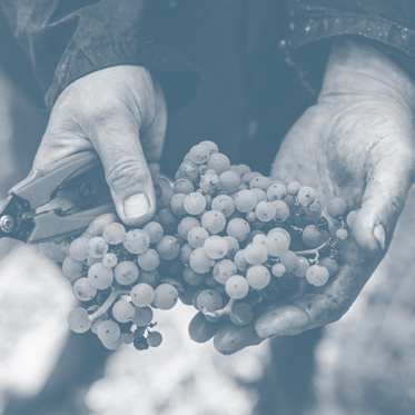 PREISLISTE 2/2016 Seit 1708 widmet sich unsere Familie dem Weinbau und verfolgt diese Tradition mit liebevoller Passion.