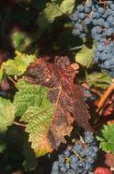 Phytoplasmosen im Weinbau a) Symptomtyp I - "Vergilbungskrankheit der Reben" Als Ursache für die von GÄRTEL beschriebene "Vergilbungskrankheit der Rebe" (VK), die im französischen Weinbau auch als