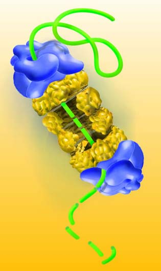 Ubiquitin markiert Proteine für f r den proteasomalen Abbau Ub Ub Ub Ub ATP Ubaktivierendes Enzym (E1) Ub-Ligase (E3) Ub-Konju- gations- Enzym (E2) Ub