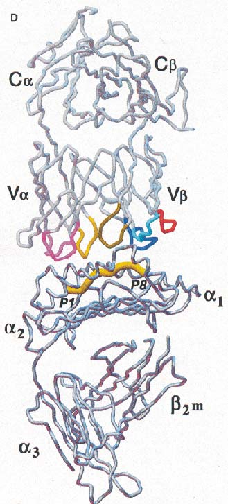 Zur Erinnerung MHC-Klasse I MHC-schwere Kette + ß2m MHC-Klasse II MHC-IIα + MHC-IIß TCR-MHC MHC- Peptid CDR3 α / ß Das Peptid