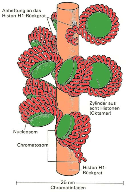 Aufbau eines Chromosoms Metaphase- Chromosom Nur während der Mitose (in der Metaphase) im Zuge der Zellteilung bilden sich die sichtbaren Chromosomen aus; man spricht auch von Verdichtung des