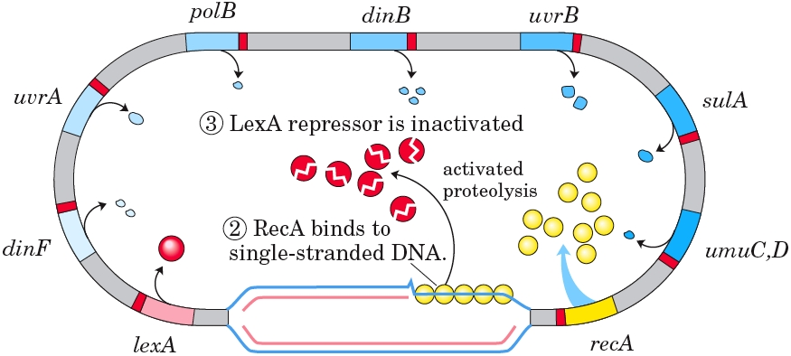 Abbildung 2: Übersicht des SOS DNS Reparatursystems, Quelle: Lehninger Biochemie; Nelson & Cox; 4.