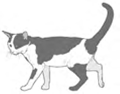 Wichtiger Hinweis Bitte lesen Sie die Gebrauchsanweisung vollständig, BEVOR Sie mit dem Einbau der mikrochipgesteuerten SureFlap Katzenklappe beginnen.