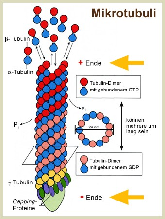 Cytoskelett Mikrotubuli sind steife Fasern, die an einem Ende aufgebaut (+) und am anderen Ende (-) abgebaut werden Tretmühlenmechanismus läßt das Mikrotubuli wie eine Raupenkette durch die