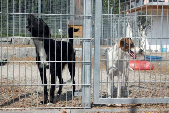 Fundtiere Kostenerstattung für die Tierheime Mit seiner Kampagne Rettet die Tierheime hatte der Deutsche Tierschutzbund 2010 auf die prekäre finanzielle Lage vieler Tierheime aufmerksam gemacht und