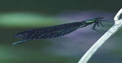 Blauflügel-Prachtlibelle (Calopteryx virgo) FFH-Gebiet und