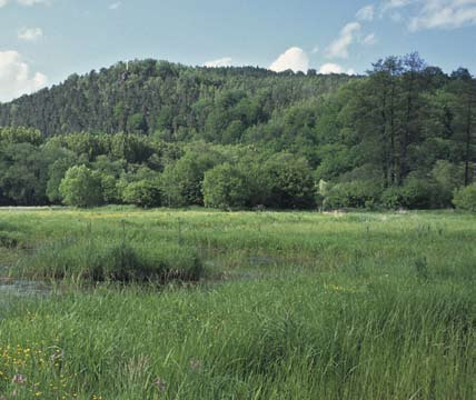 Beim Greizer Park handelt es sich um einen denkmalgeschützten historischen Landschaftspark mit Feuchtwiesen der Elsteraue sowie Stillgewässer.