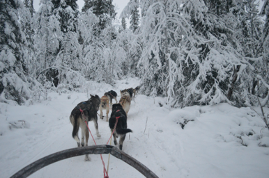 Lapland-Tour; Kiruna, Schwedens nördlichste Stadt, Hundeschlitten fahren (Foto: Jessica Wädt privat) 2.