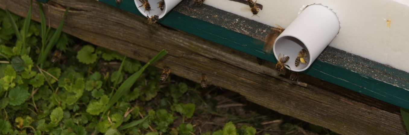 Bienenstöcke mit Röhrenkollektoren Bienen nehmen beim Blütenbesuch