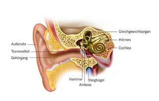 Die ghehörgeshädigten Kinder 5 Das äußere Ohr und das Mittelohr dienen der Schallleitung, das Innenohr, der Hörnerv und das Gehirn vermitteln die Schallempfindung.