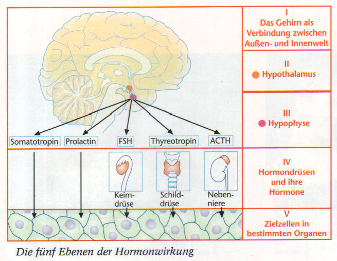 Aufgabe: Der Hypothalamus bildet Hormone, welche die Hypophyse anregen oder hemmen, sog. Liberine oder Statine.