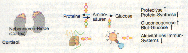 Cortisol - Ausschüttung stimuliert durch CRH des Hypothalamus und ACTH der Hypophyse. - Cortisol greift in den Eiweiss- und Zuckerstoffwechsel ein (s. unten).