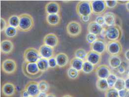 Biotechnologie in der Weinbereitung Kreuzungszüchtung und Hybride Saccharomyces x Nicht Saccharomyces Bierhefen Mutanten natürliche Mutanten, siehe Mendel Citrat negative BSA Kulturen Self cloned