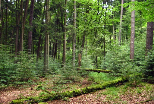 Naturwaldreservat Damm Buche gewinnt an Wuchsraum.
