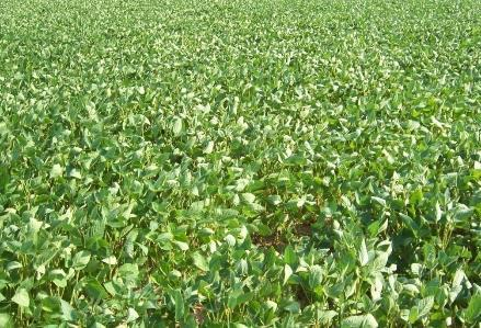 Vorteile vom Soja - Anbau: Risikostreuung: Bei Vorsommertrockenheit schlechte Getreide/Rapserträge gute Sojaerträge