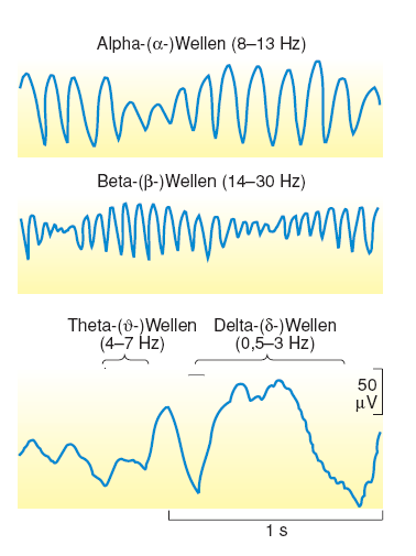 2 Grundlagen 10 Theta-(ϑ)-Wellen Wellen mit einer Frequenz von 4-7 Hz werden als ϑ-wellen bezeichnet. Bei Kindern sind ϑ-wellen ganz normal.