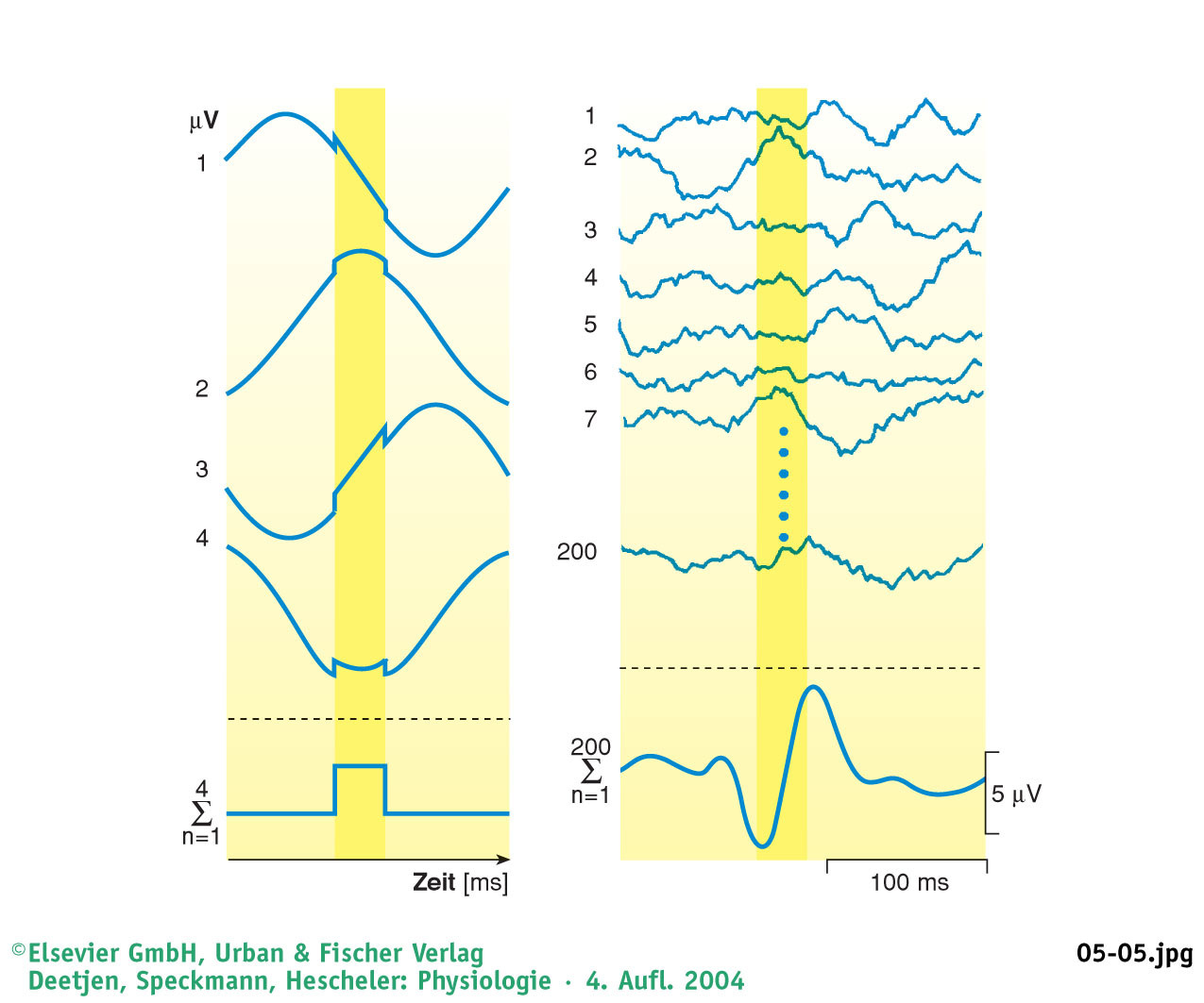 2 Grundlagen 12 Average-Verfahren Das spontane EEG hat keine Beziehung zum Reiz. Ihre Verteilung erfolgt zufällig.