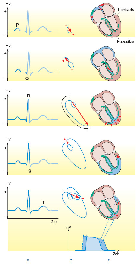 2 Grundlagen 17 Die folgende Abbildung zeigt eine typische Ableitung II nach Einthoven. Zu sehen ist, dass sich die einzelnen Ausschläge im EKG den verschiedenen Phasen der Herzaktion zuordnen lassen.