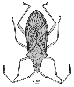 1. Unterfamilie Coreinae: Große Arten mit langen Fühlern und Beinen. Kopf hinter dem Tylus mit einer Querfurche, von der aus nach hinten in der Mitte eine Längsfurche ausgeht. 5 Arten in 4 Gattungen.