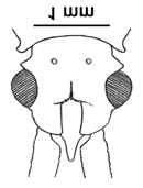 vorhergehender Art. 1. Fühlerglied dunkelbraun, 2. und 3. rot und 4. Fühlerglied schwarz (Abb. 17 C). Abdomen oval. Connexivumsegmente mit undeutlichem, hellem Querfleck. Körper zimtbraun.