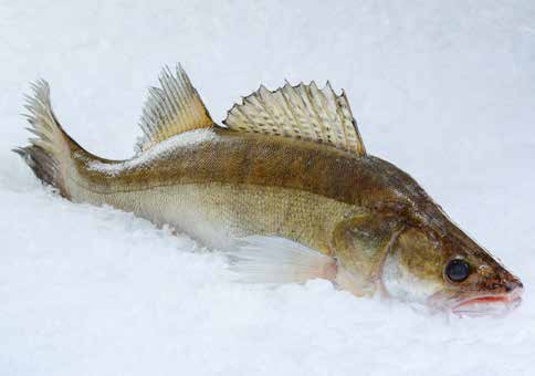 Süßwasser-Fische Tilapiafilet ohne Haut aufgetaut Tilapia spp.