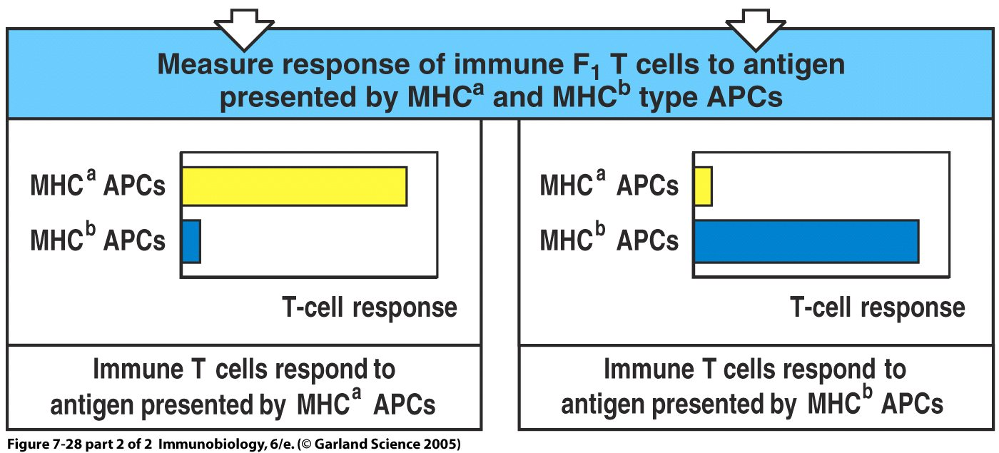 MHC-Restriktion, Michael Bevan 1977 Messung der Reaktion immunisierter F 1 -T-Zellen auf das Antigen, das von APCs des MHC- Typs a und b präsentiert wird