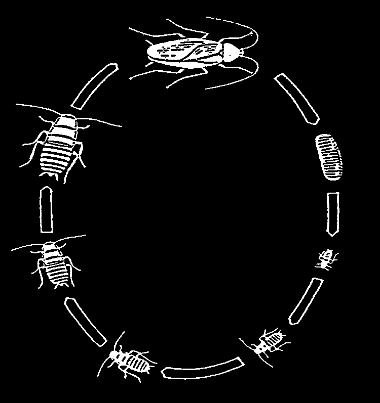 Abbildung 3: Entwicklungszyklus der Schaben (Quelle: Smith und Pospischil) Abbildung 4: Aktivitätsphasen von Blattella ger manica und Blatta orientalis nach Fuchs schematisiert Aktivität Nacht