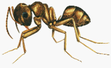 Ameisen (Formicidae) Ameisen gehören zusammen mit Bienen und Wespen zu den sozial lebenden Insekten innerhalb der umfangreichen Ordnung der Hautflügler (Hymenoptera). In Mitteleuropa gibt es ca.