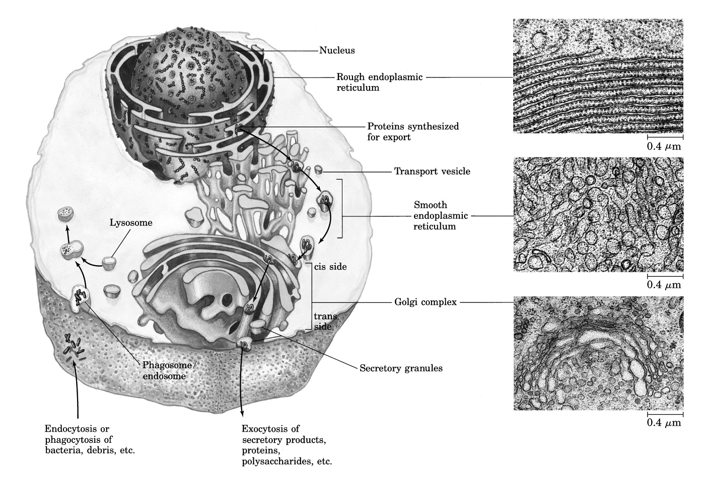 Aufbau eukaryotischer